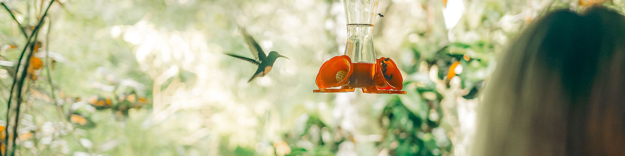 A person is extending their hand towards a hanging bird feeder with two hummingbirds flying nearby, surrounded by lush greenery under a thatched roof.