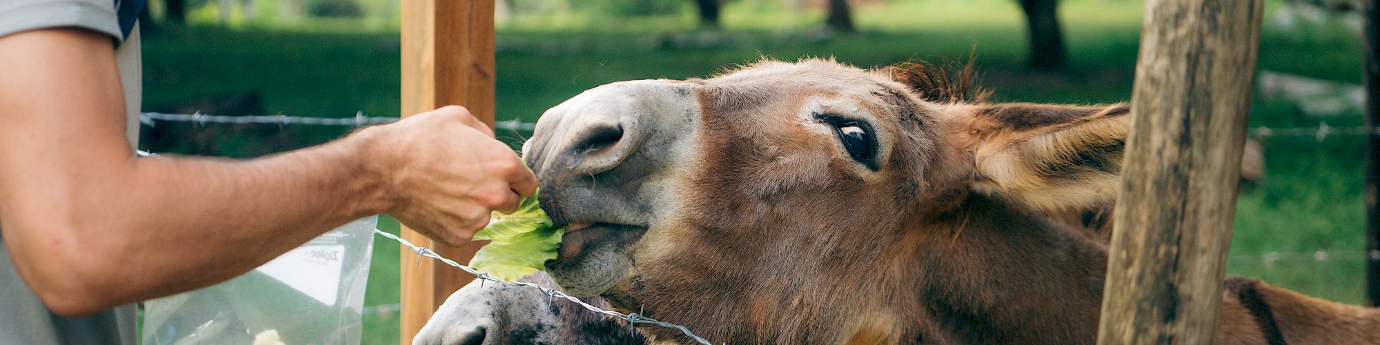 A person is feeding two donkeys with lettuce through a fence in a grassy, tree-filled area, providing a close and interactive animal experience.