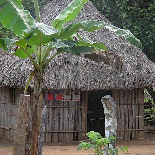 A thatched-roof hut with bamboo walls and a banana tree in front, surrounded by greenery, possibly in a rural setting.