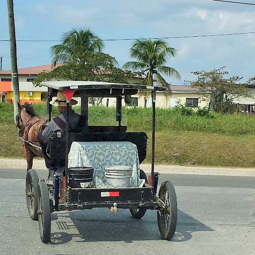 A person is riding a horse-drawn carriage on a paved road, with buildings and palm trees visible in the background on a sunny day.