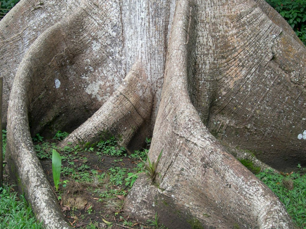 The image shows the base and roots of a large tree with prominent buttress roots growing into the surrounding grassy area.