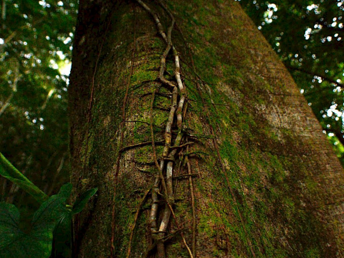 The image shows a tall tree with vines creeping up its trunk, surrounded by a lush, green forest, creating a dense and natural environment.