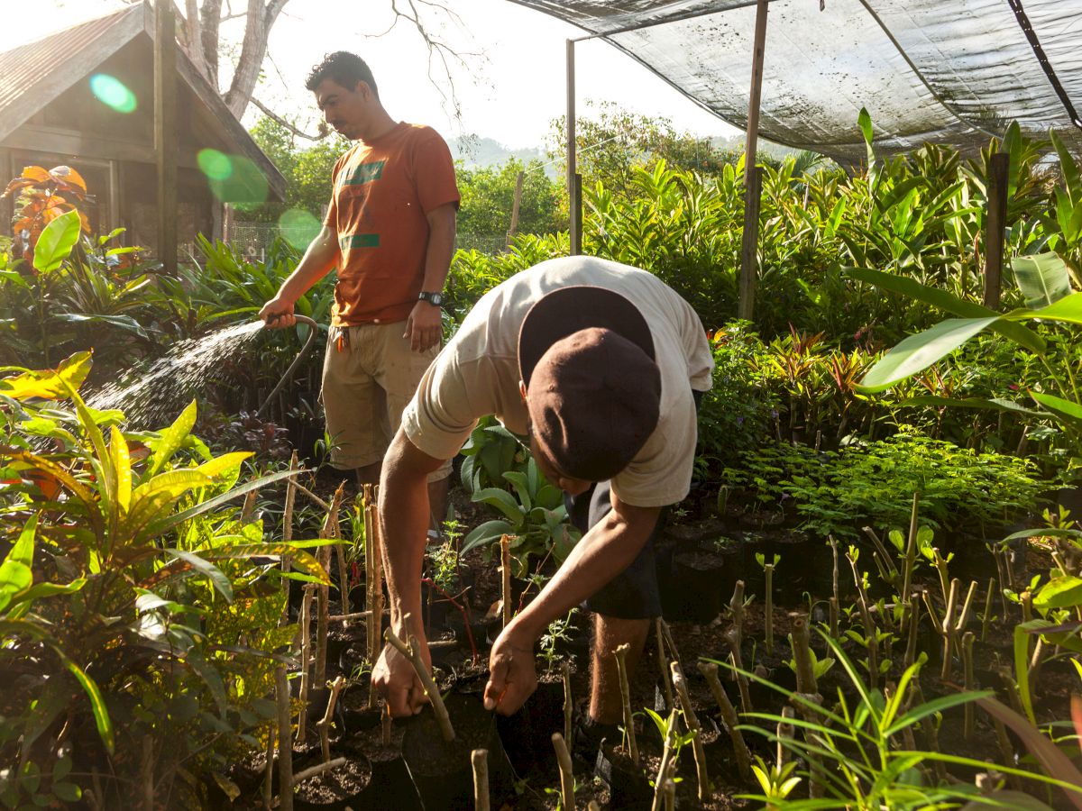 Two individuals working in a garden; one is watering plants while the other is tending to seedlings under a shade structure.