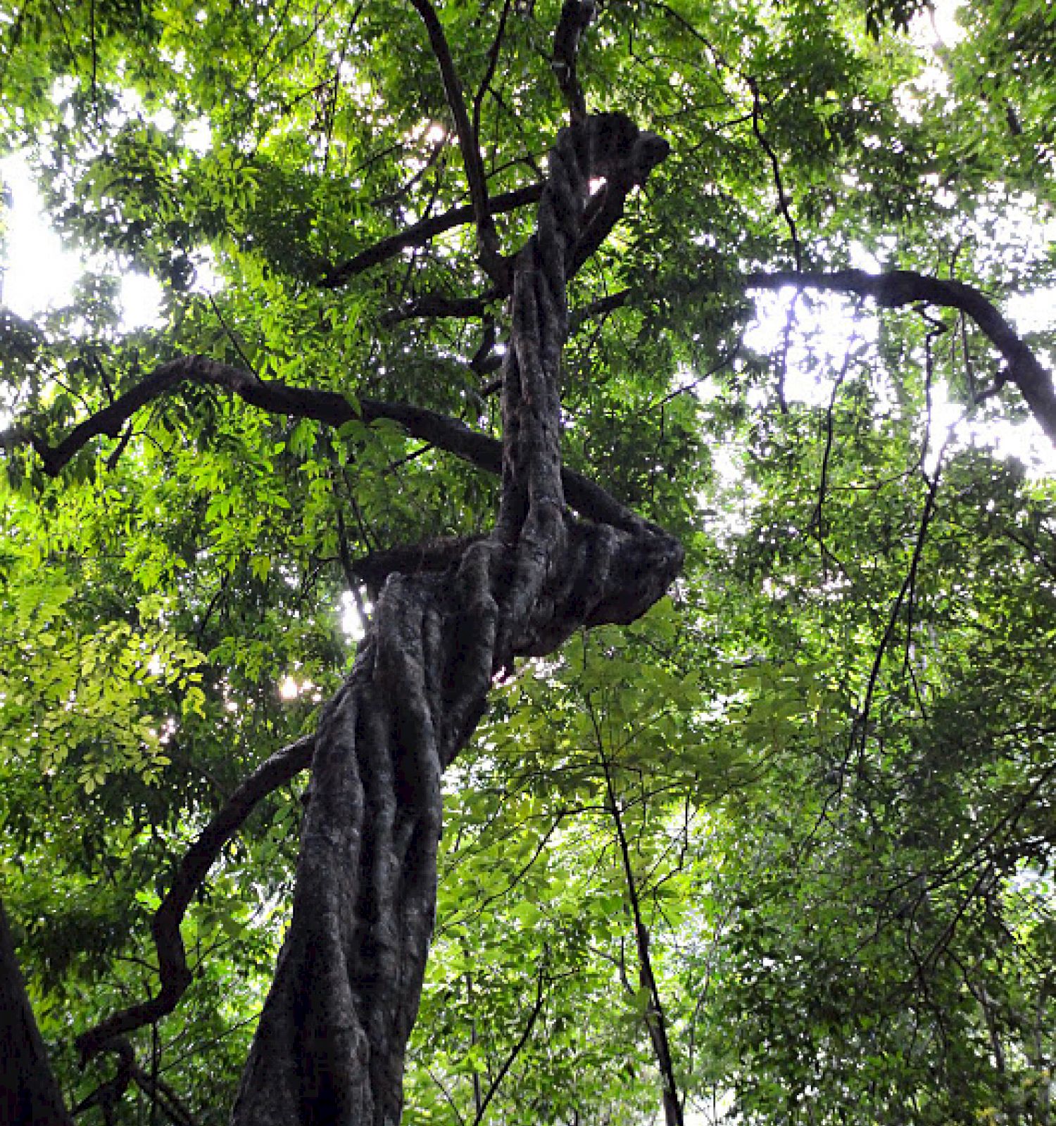 A tall tree with twisted and gnarled branches, surrounded by lush green foliage, seen in a forest setting.