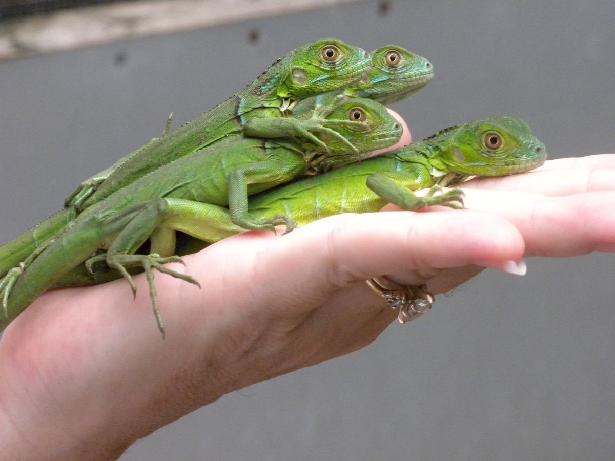 A person’s hand holding four green iguanas stacked on top of each other.