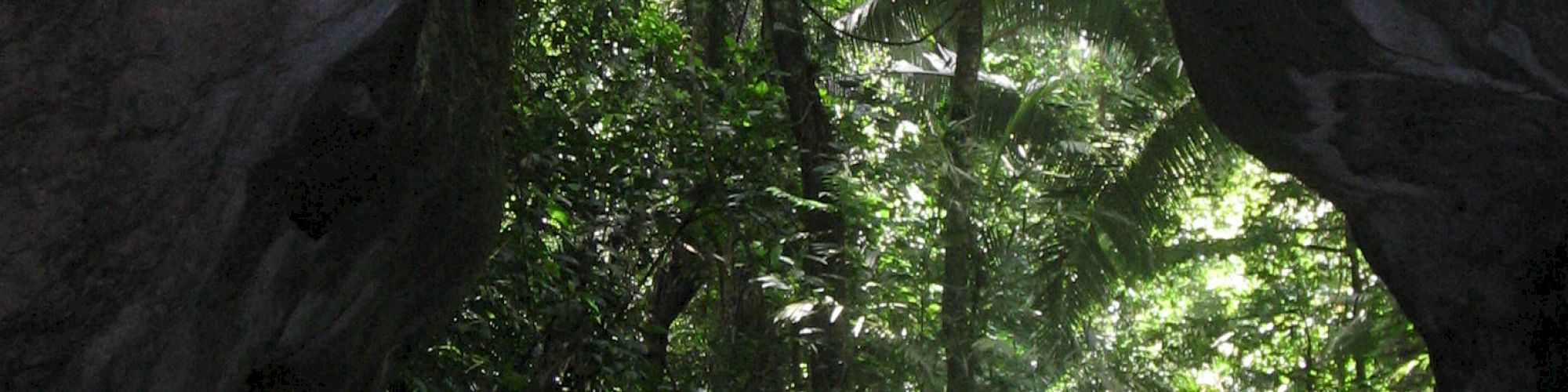 A serene forest scene viewed from within a rocky cave, featuring a stream surrounded by lush greenery and natural rock formations.