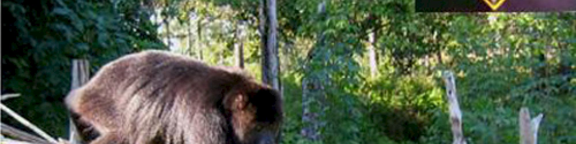 A primate is walking on a wooden structure in a forested area. Inset: a yellow 