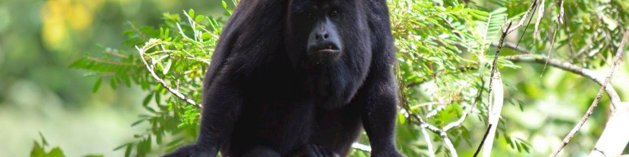 A black howler monkey sits on a tree branch surrounded by green foliage, looking toward the camera in a lush jungle setting, ending the sentence.