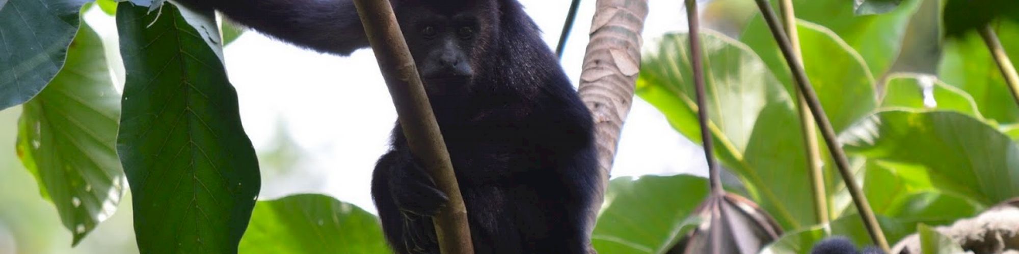 A black primate, possibly a type of monkey, is perched on a tree branch surrounded by green leaves in a dense, jungle-like setting.