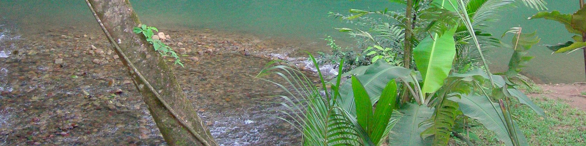 The image shows a serene river surrounded by lush greenery and tropical plants, with a prominent red flower in the foreground.