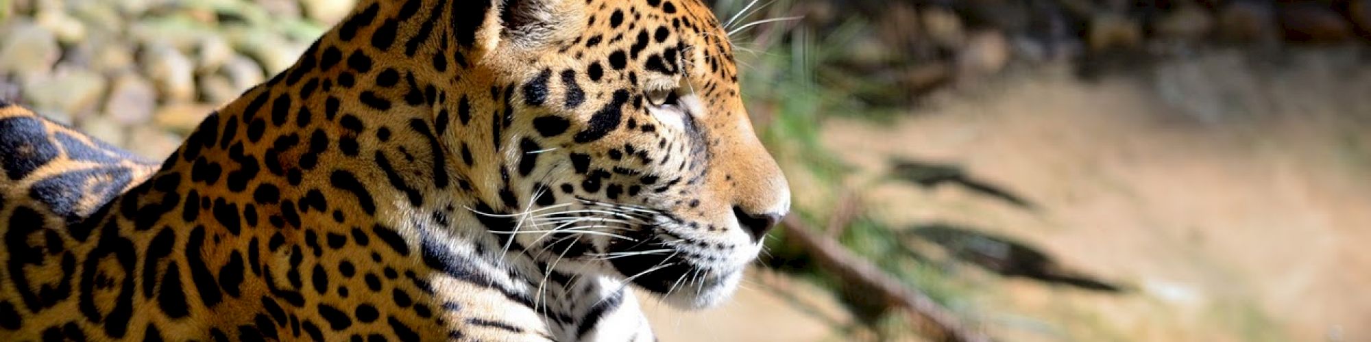 A jaguar with a distinctive spotted coat is resting on the ground among some greenery, with a blurred natural background.