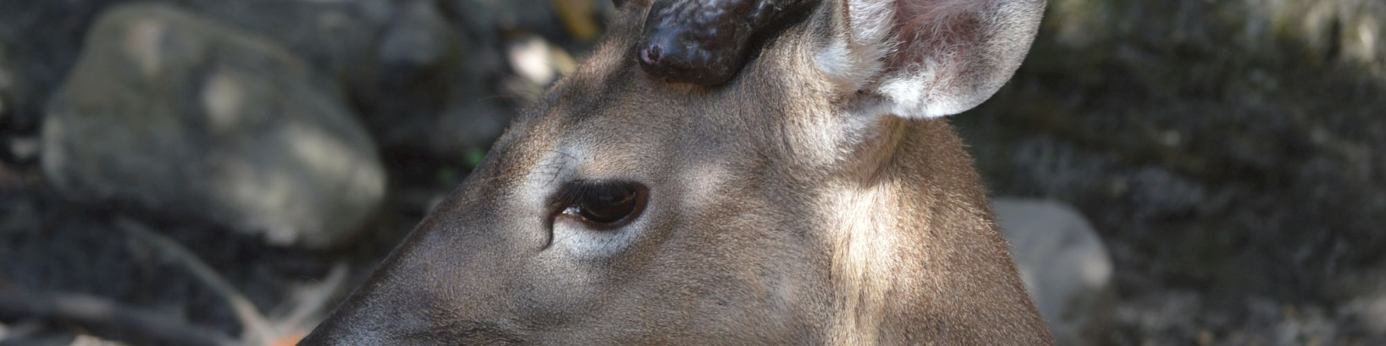 The image shows a close-up of a young deer with small antlers, displaying its tongue, in a woodland setting with rocks and dappled sunlight.