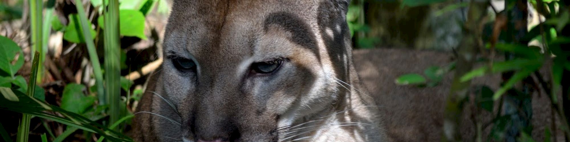 A cougar, also known as a mountain lion or puma, is partially hidden in dense foliage, blending beautifully with its natural forest environment.