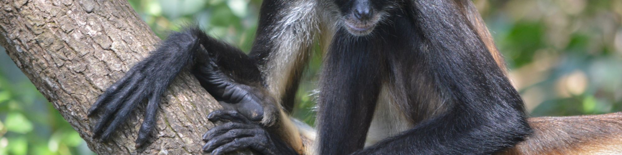 A spider monkey is perched on a tree branch with green foliage in the background.