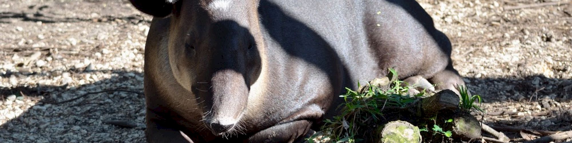 A tapir is resting on the ground in a shaded area with some greenery and branches around.