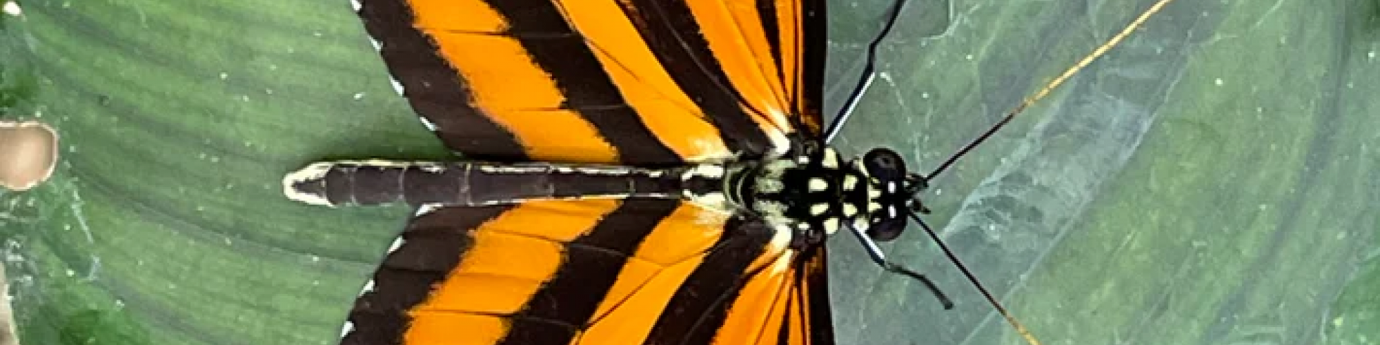 A colorful butterfly with orange, black, and white patterns on its wings sits on a green leaf.