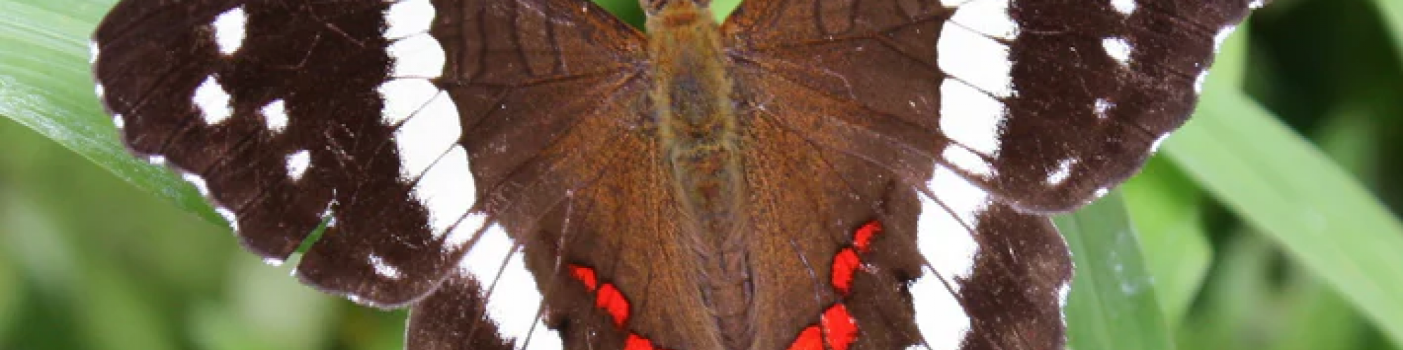 A butterfly with dark brown wings, white spots, and red markings rests on green leaves.