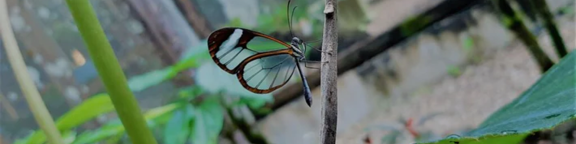 A butterfly with translucent wings rests on a thin branch in a lush, green environment with various plants and concrete structures visible.