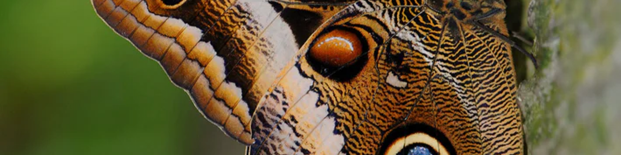 It's a close-up of a butterfly with intricate brown and orange patterns and large eye spots on its wings, resting on a textured surface.