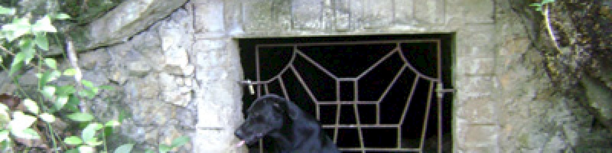 A black dog sits in front of an old stone structure with a decorative metal grate, surrounded by greenery, ending the sentence.