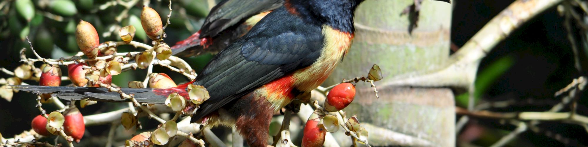 Two toucans are perched on a branch full of red fruits, one with a fruit in its beak. They are surrounded by lush green foliage.