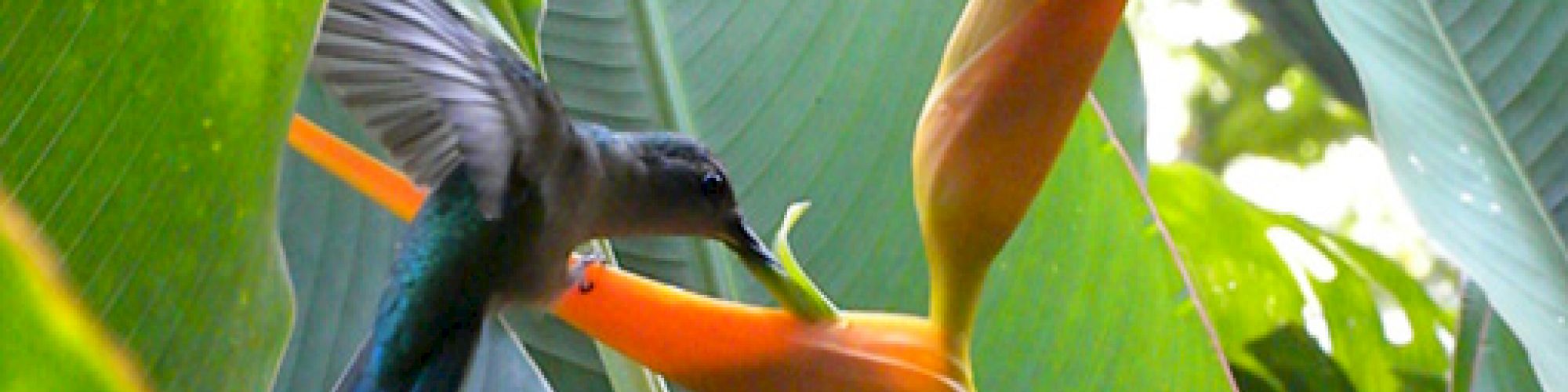 A hummingbird is hovering and feeding on the nectar of an orange and yellow flower amongst green foliage, captured in this vibrant image.