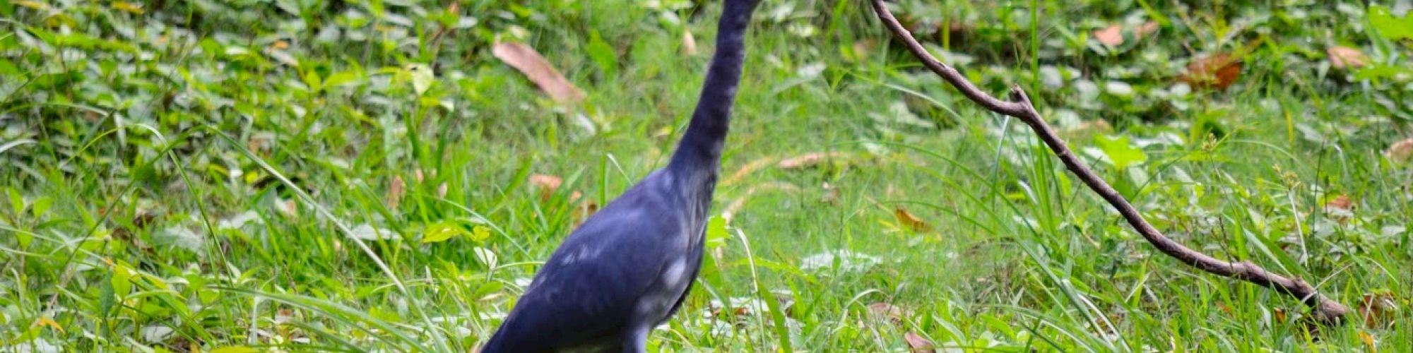 A dark-colored bird is walking through a grassy area with some sticks scattered around.