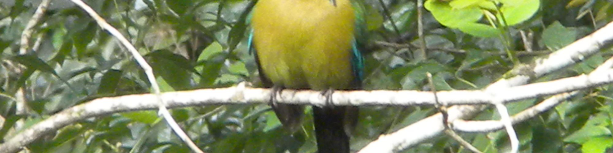 A colorful bird with a vibrant blue head and long tail sits on a branch in a lush, green forest.