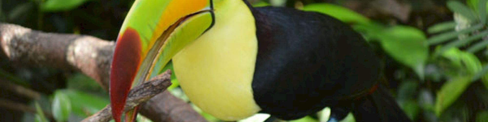 A toucan with a colorful beak perched on a tree branch, surrounded by green leaves and foliage, displaying its vibrant plumage and unique bill.