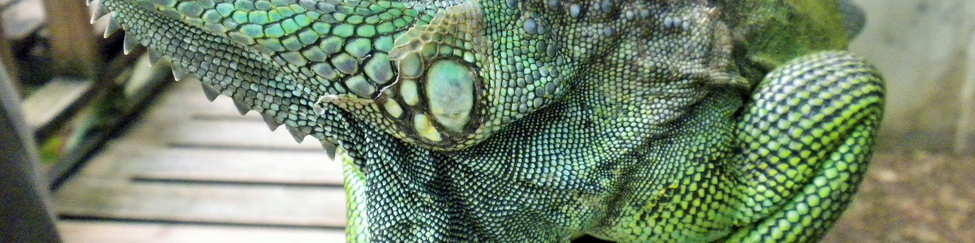 The image features a large green iguana perched on a wooden structure, displaying its rough, textured skin and spiky crest along its back.