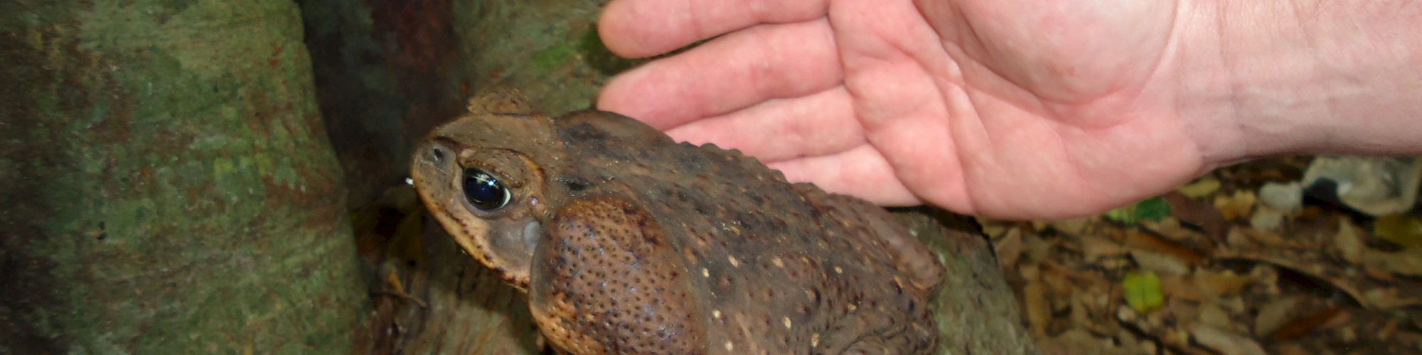 A large toad is perched on a rock with a person's hand nearby for size comparison in an outdoor setting.