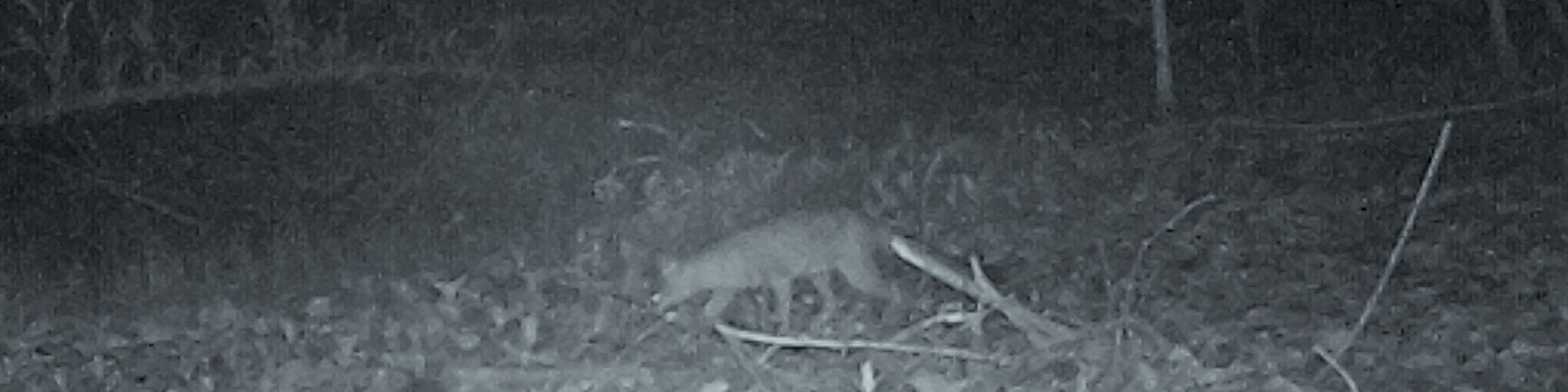 A night-time image taken in a forest, showing a small animal walking on the ground covered in leaves and twigs, amidst trees and vegetation.