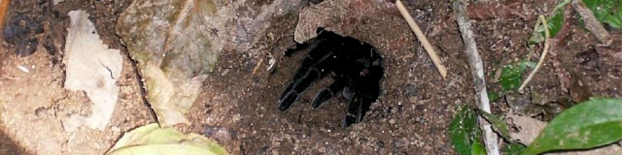 The image shows a small burrow in the ground with a black, hairy spider peeking out, surrounded by soil and some green leaves.