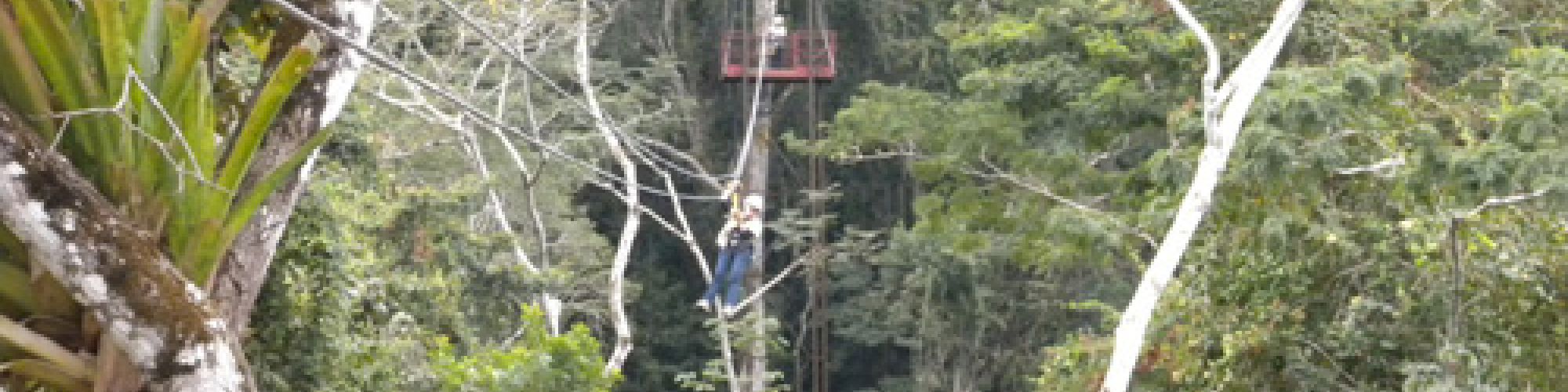 A person is zip-lining through a dense forest, with trees surrounding them. The forest canopy looks lush and vibrant, creating an adventurous scene.