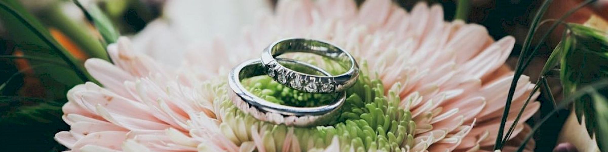 Two silver rings, one with small diamonds, are placed on top of a blooming pink chrysanthemum flower surrounded by green foliage.