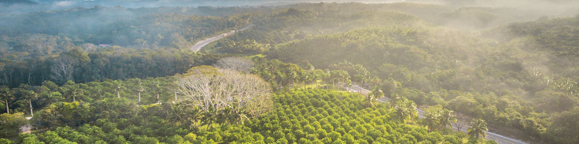 An aerial view of a lush green orchard with neatly planted rows of trees, surrounded by hills and a winding road under a partly cloudy sky.