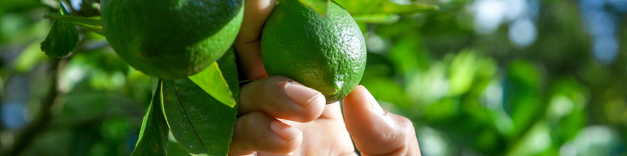 A hand is reaching to pick green limes from a tree, surrounded by lush green leaves and a blurred background.