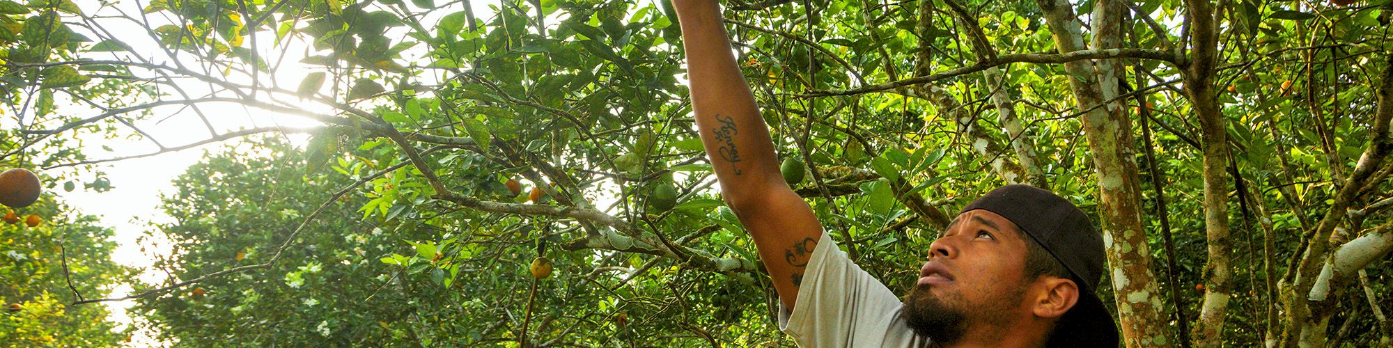 Two people are picking oranges in an orchard, with one person reaching up to pick an orange from a tree. The scene is sunny.