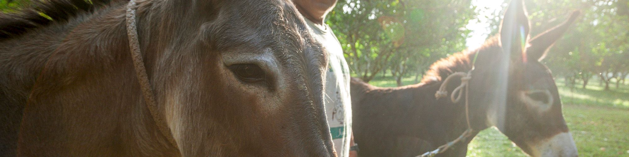 A man stands in a sunny, grassy area with two donkeys, each rope-tied, surrounded by trees and sunlight filtering through.