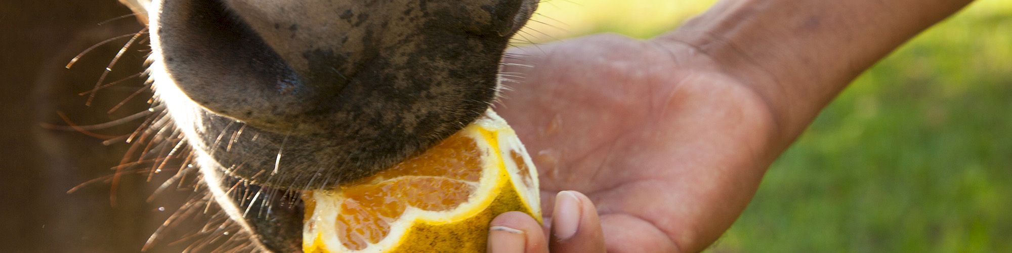 A close-up of a donkey eating a piece of orange being held by a person's hand in an outdoor setting.