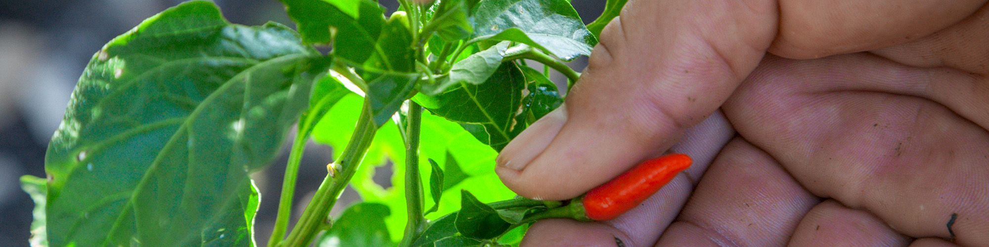 A close-up of a person's hand harvesting a small red chili pepper from a green plant, with leaves and another smaller pepper visible in the background.