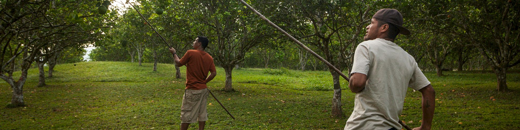 The image shows two people in a grove, using long poles to reach something in the trees. The ground is grassy and there are scattered fruits.