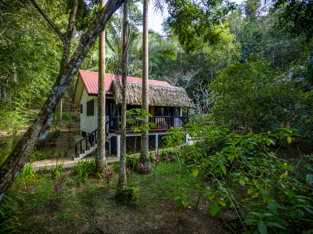 A quaint house with a red roof and thatched veranda nestled among lush greenery and tall trees in a peaceful forest setting.