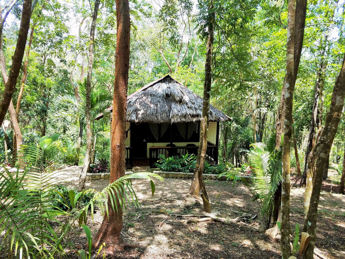 A small, rustic hut with a thatched roof is nestled in a lush, green forest with trees and plants surrounding it, creating a serene atmosphere.