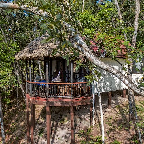 A treehouse with a thatched roof and wooden balcony, surrounded by trees and greenery, with a hammock hanging on the balcony.