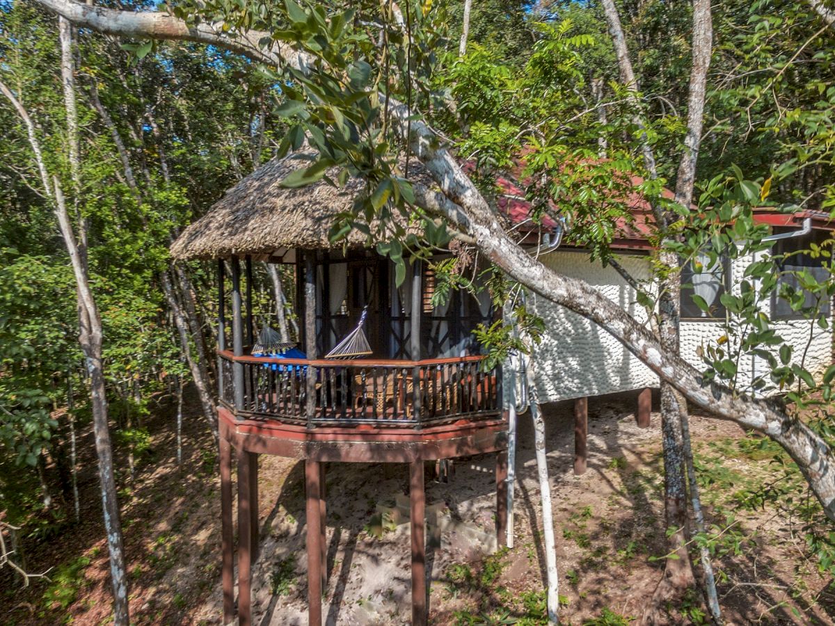 A treehouse with a thatched roof is nestled among trees. It features a circular balcony with a hammock and wooden railings, elevated on stilts.