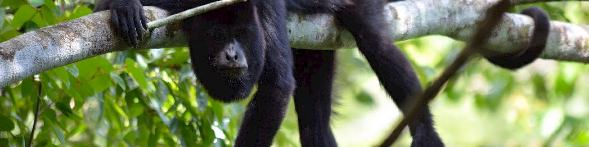 A black primate is sprawled on a branch, seemingly resting or sleeping, surrounded by green foliage and nature.