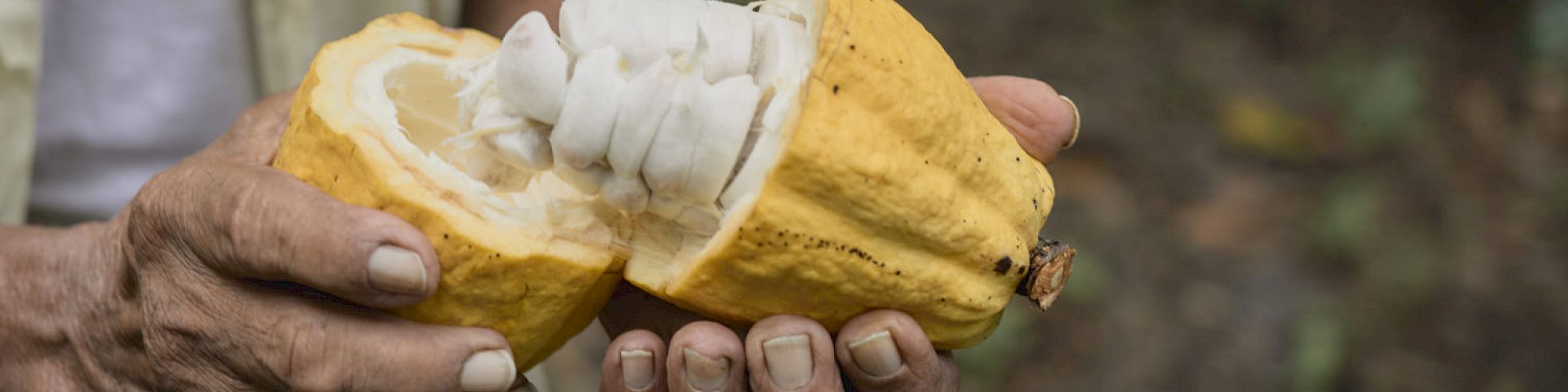 A person holding an open cacao pod, revealing the white cacao seeds inside.