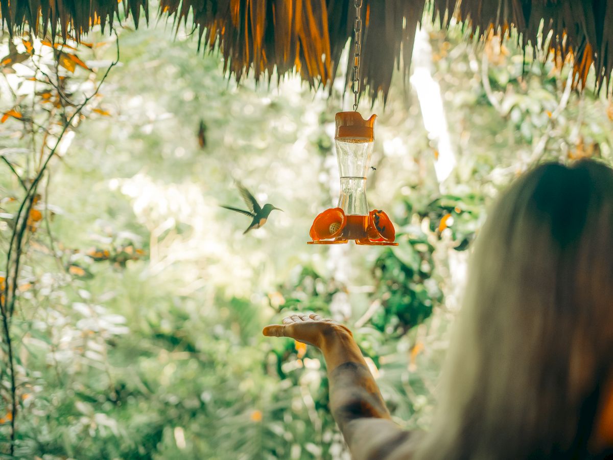 A person extends their hand toward a hummingbird feeder under a thatched roof, while a hummingbird hovers nearby in a lush, green setting.