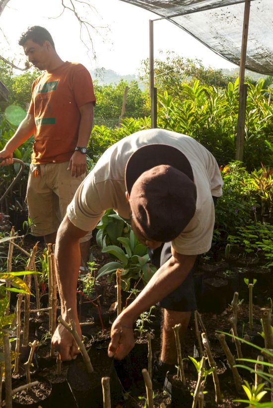 Two people are tending to plants in a sunlit garden, one watering while the other is planting or checking seedlings.